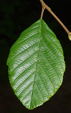 Virginia Tech Dendrology Fact Sheet