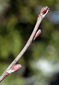 Virginia Tech Dendrology Fact Sheet