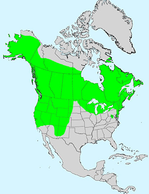 Virginia Tech Dendrology Fact Sheet