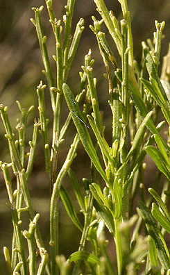 baccharis sarothroides