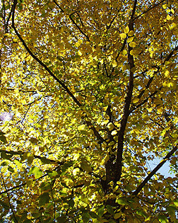 Omeka@CTL  UVM Tree Profiles : Black Birch (Betula lenta) : Practical Uses  of the Black Birch