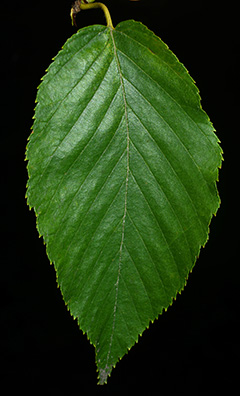 Omeka@CTL  UVM Tree Profiles : Black Birch (Betula lenta) : Practical Uses  of the Black Birch