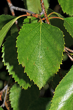 Water Birch, Betula occidentalis