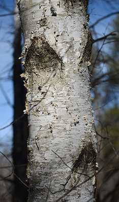 Paper Birch