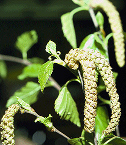 Betula papyrifera (Paper Birch)