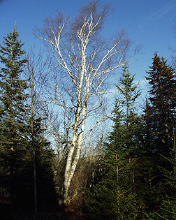 White Birch (Paper Birch) (Trees of Manitoba) · iNaturalist
