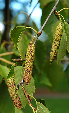 Paper birch (Betula papyrifera)  Department of Biological Sciences