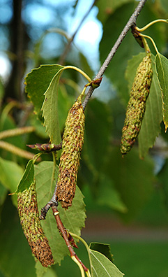 White Birch (Paper Birch) (Trees of Manitoba) · iNaturalist