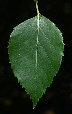 Paper birch, Tree, Leaf, Bark, Scientific Name, & Facts