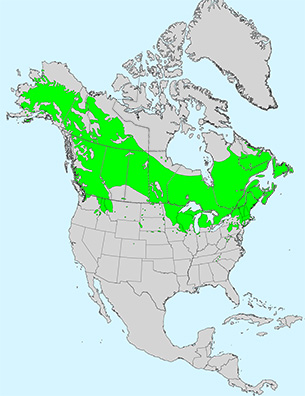 NETN Species Spotlight - Paper Birch (U.S. National Park Service)