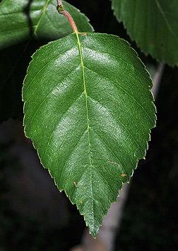 paper birch tree leaves