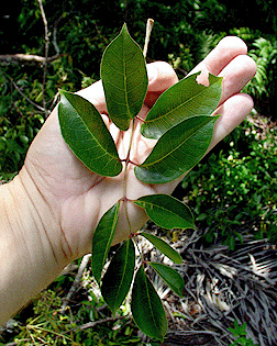 gumbo limbo tree fruit