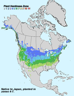 Virginia Tech Dendrology Fact Sheet