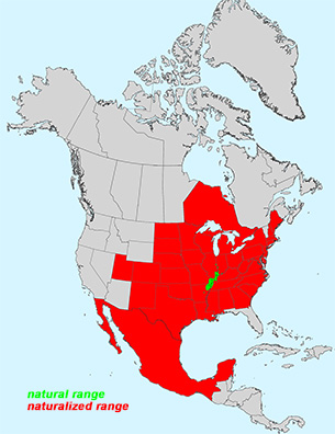 northern catalpa tree range