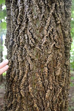 This Bark is Rough: Hackberry