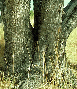 Virginia Tech Dendrology Fact Sheet