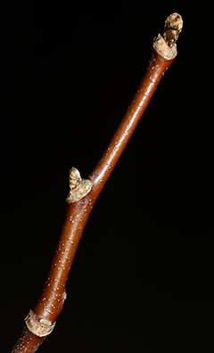 Virginia Tech Dendrology Fact Sheet