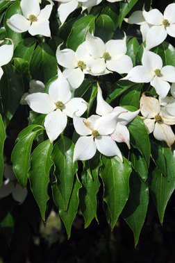 Cornus Kousa 'Heart Throb', Chinese Dogwood 'Heart Throb' in GardenTags  plant encyclopedia