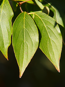 dogwood tree leaf identification