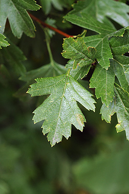 Virginia Tech Dendrology Fact Sheet