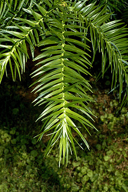 Virginia Tech Dendrology Fact Sheet