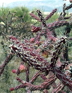 staghorn cholla