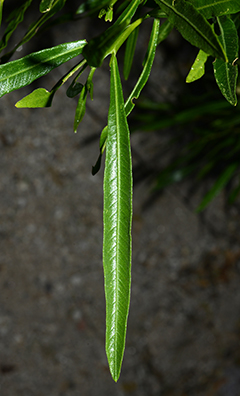 Virginia Tech Dendrology Fact Sheet