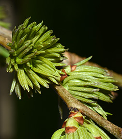 Virginia Tech Dendrology Fact Sheet