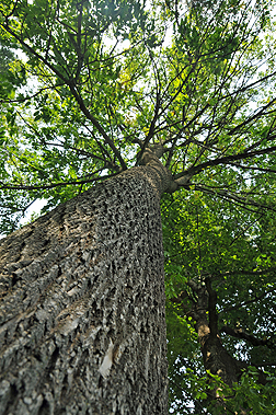 white ash tree bark