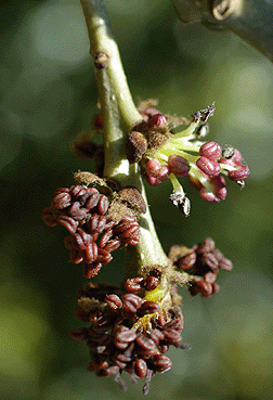 narrowleaf ash (Fraxinus angustifolia) Flowers