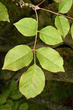 fraxinus ornus fruit