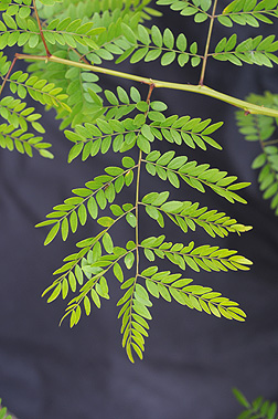 black locust tree identification