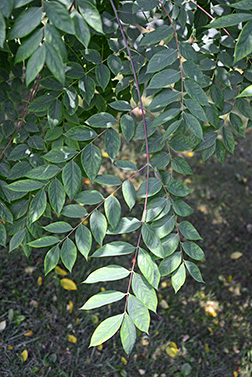 kentucky coffee tree bark