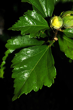 Rose Of Sharon Leaves