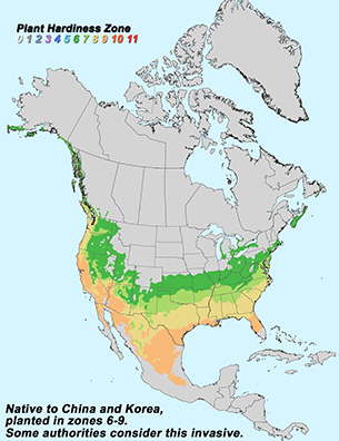 Virginia Tech Dendrology Fact Sheet