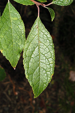 Ilex - Winterberry Holly - Per Stem