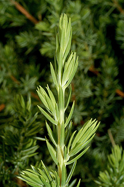 juniperus horizontalis leaf