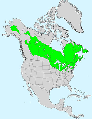 Virginia Tech Dendrology Fact Sheet