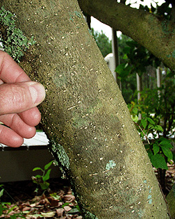 japanese ligustrum tree