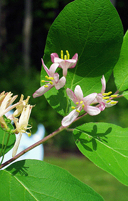 Species highlighted Beautiful plants: With variously coloured flowers and peculiar  floral structure. Family Balsaminaceae : Two genera- Hydrocera Blume. - ppt  download