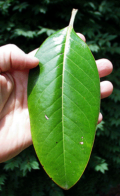 southern magnolia tree leaves