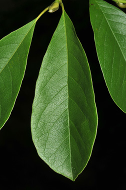 saucer magnolia tree leaves