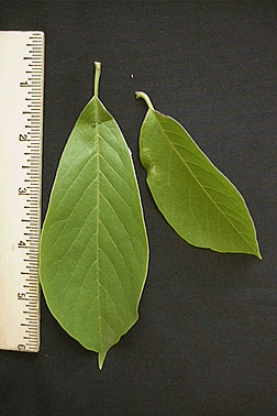 saucer magnolia tree leaves