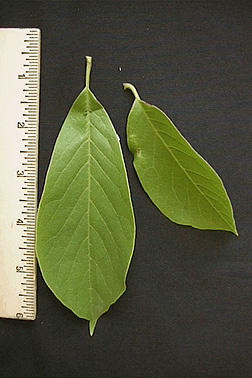 saucer magnolia leaves