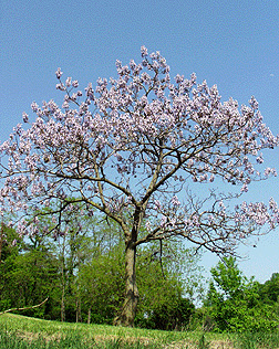 The rediscovery of the Paulownia tree