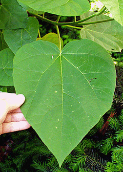 Paulownia tomentosa (Empress Tree, Princess Tree, Royal Empress Tree, Royal  Paulownia)