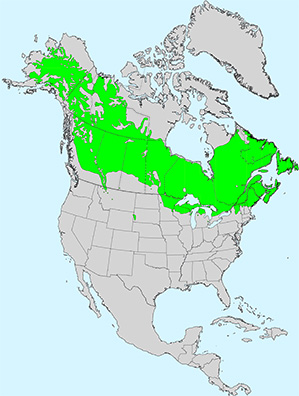 Virginia Tech Dendrology Fact Sheet