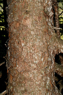 black spruce leaf