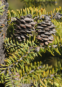 black spruce cones