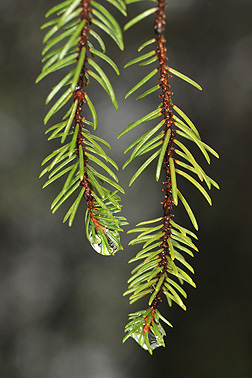 black spruce leaf